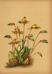 Orchidée lycaste parfumée, Lycaste aromatica
